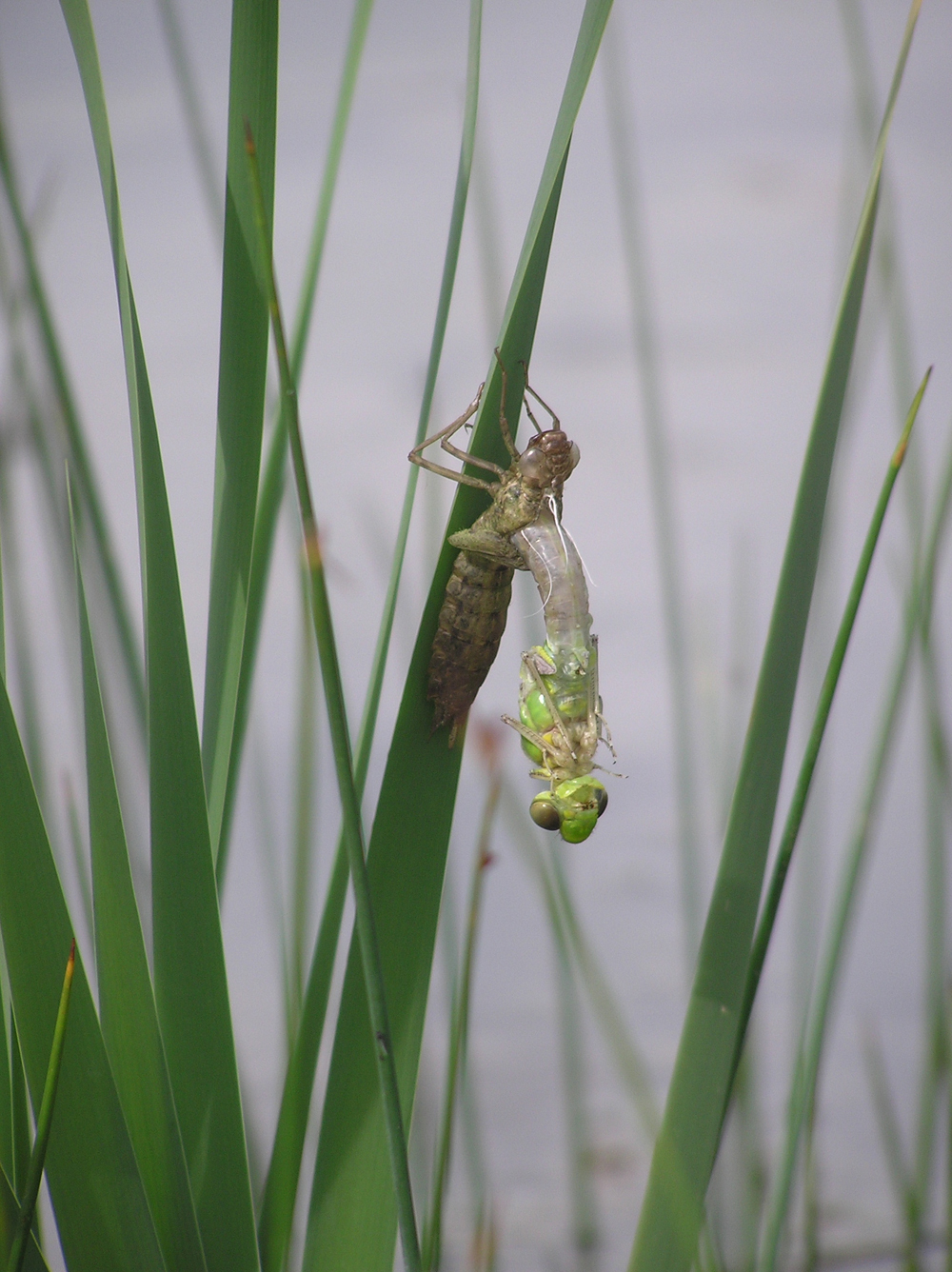 sortie nature du 6 février – Journée Mondiale des Zones Humides