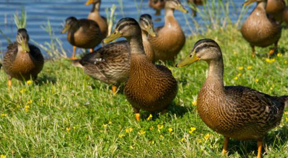 Gers : Mauvaise passe pour le canard
