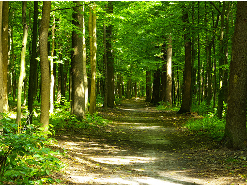 Gers : L&rsquo;agroforesterie au service de l&rsquo;Homme