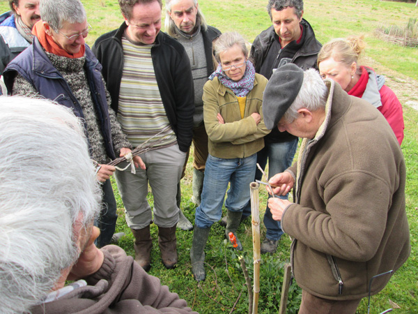 Atelier greffe et taille