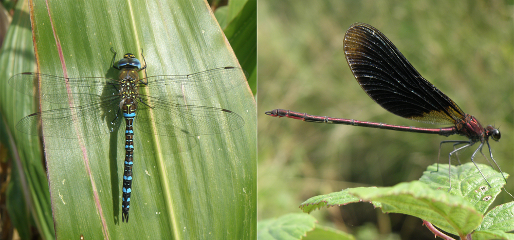 Atlas commenté des libellules du Gers